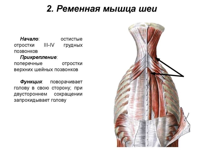 ременная мышца шеи