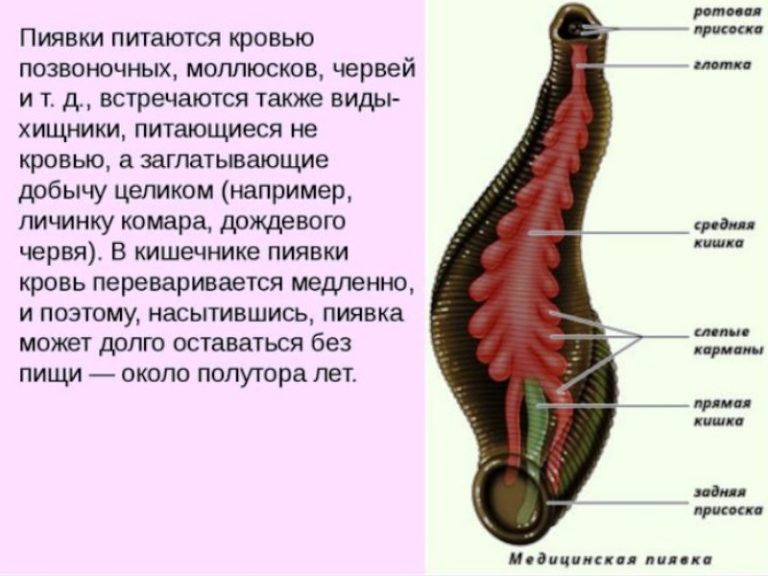 Пиявки при простатите схема