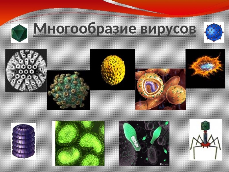 Представители вирусов 5 класс биология. Многообразие вирусов. Различные вирусы. Виды вирусов. Видовые названия вирусов.