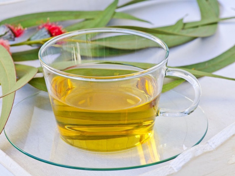 чай из эвкалиптовых листьев