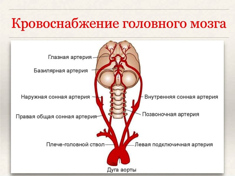 кровоснабжение головного мозга