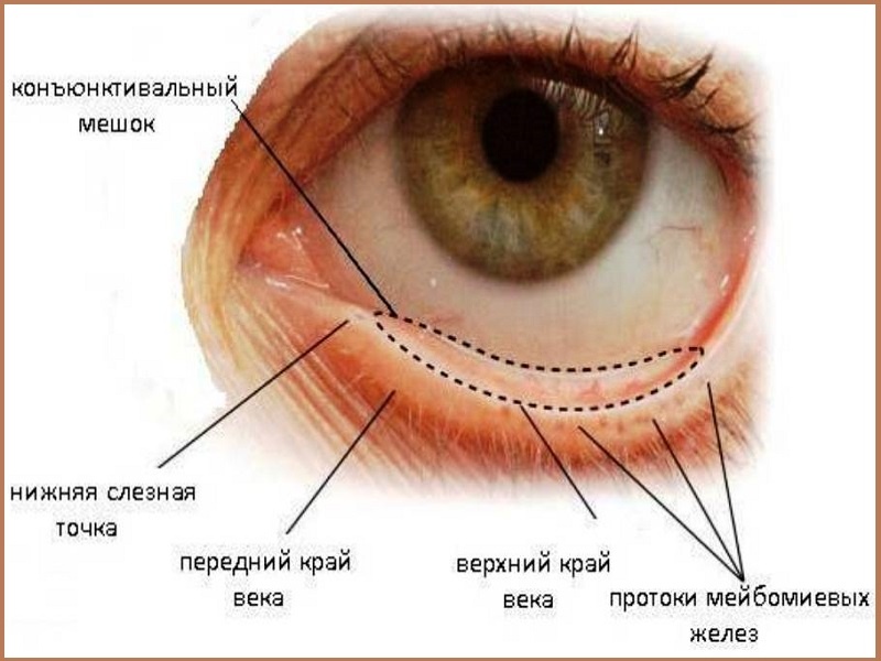 Секрет слезной железы. Конъюнктивит мешок конъюнктивальный мешок. Строение глаза человека конъюнктивальный мешок. Строение глаза Нижний конъюнктивальный мешок. Строение глаза конъюнктива склера.