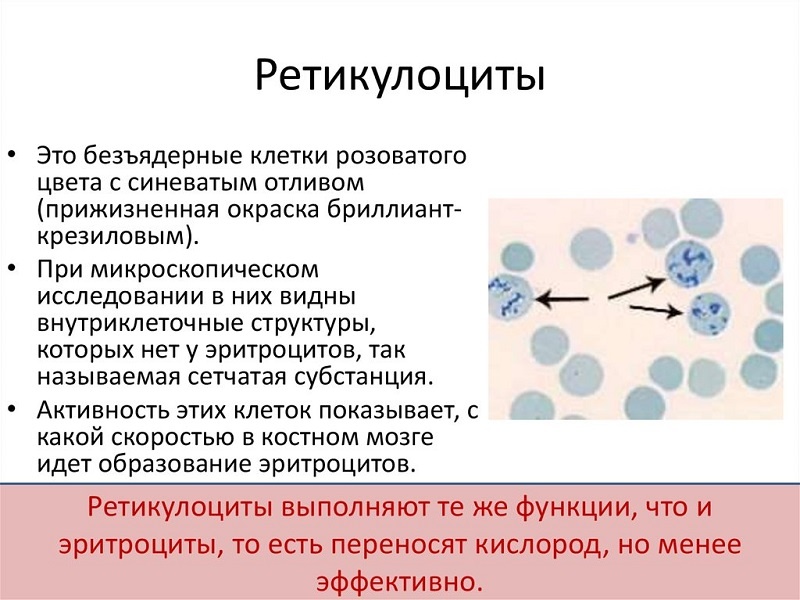 Ретикулоциты повышены у мужчины. Ретикулоциты 1.9. Норма ретикулоцитов в периферической крови. Продолжительность жизни ретикулоцитов в крови. Ретикулоциты клетки.