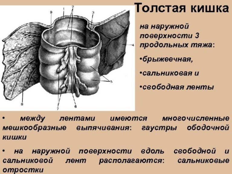 Гаустрация толстой кишки что это