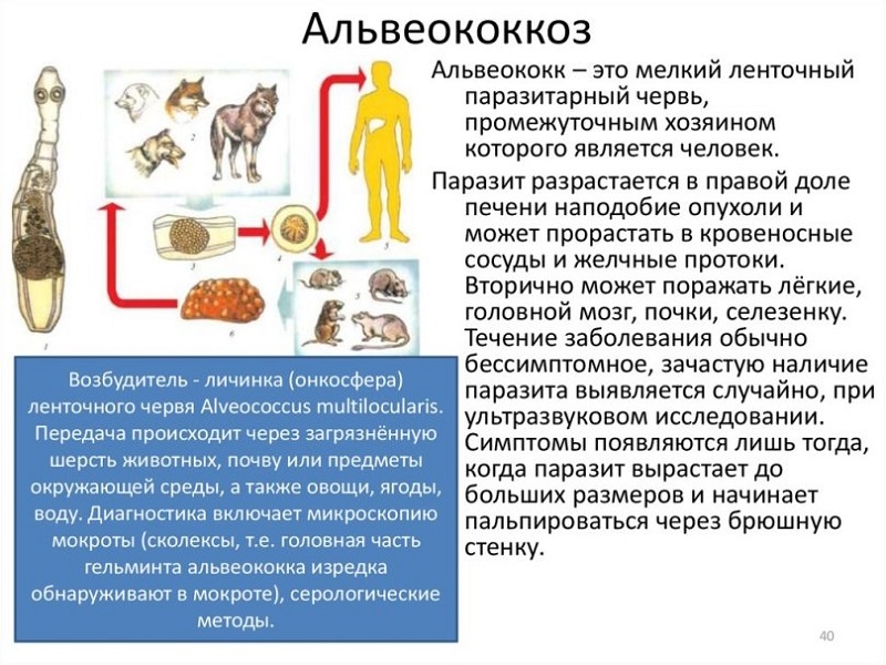 альвеококкоз - жизненный цикл паразита