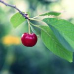 Листья  вишни — полезные свойства