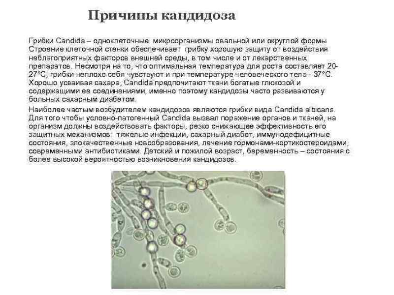 Кандидоза признаки лечение. Дрожжеподобные грибки рода Candida. Дрожжи родов кандида (Candida). Колонии кандида альбиканс.
